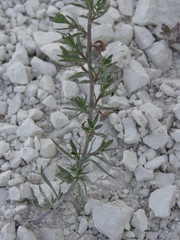 Scrophularia cretacea