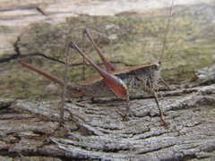 Nanodectes harpax