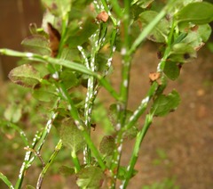 Chionaspis salicis