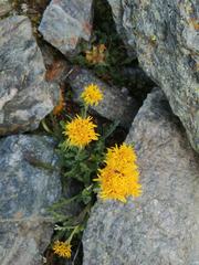 Jacobaea carniolica