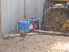 Gallirallus australis hectori