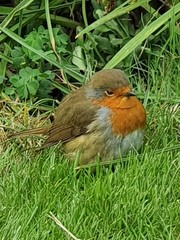 Erithacus rubecula