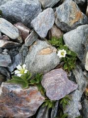 Cerastium pedunculatum