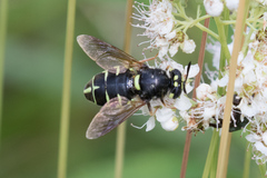 Stratiomys badia