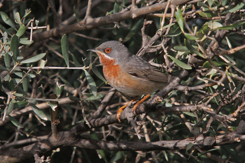 Curruca carrasqueña oriental (Curruca cantillans)