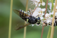 Stratiomys badia