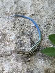 Anatololacerta pelasgiana