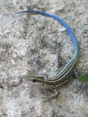 Anatololacerta pelasgiana