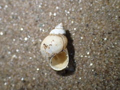 Bithynia tentaculata