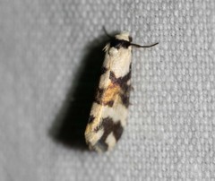 Thallarcha albicollis