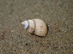 Bithynia tentaculata