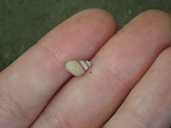 Bithynia tentaculata