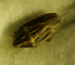 Aelia acuminata