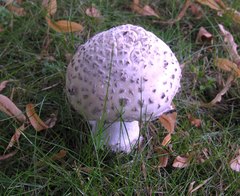 Amanita strobiliformis