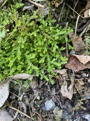 Selaginella helvetica