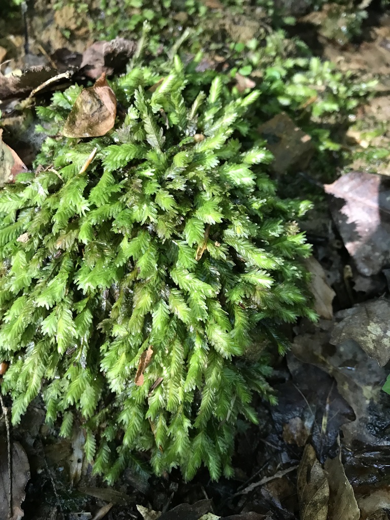 Fissidens polypodioides (Fissidens polypodioides)