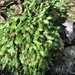 Polypody Fissidens Moss - Photo (c) Jeff Garner, some rights reserved (CC BY-NC), uploaded by Jeff Garner