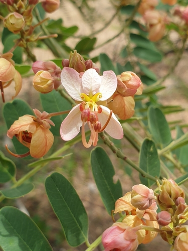 Roxburgh's cassia (Cassia roxburghii)