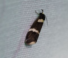 Thallarcha phalarota