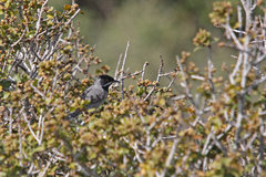 Curruca ruppeli