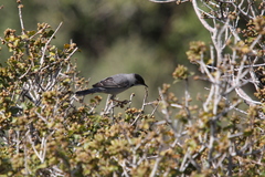 Curruca ruppeli