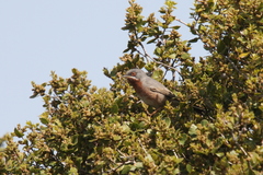 Curruca cantillans albistriata