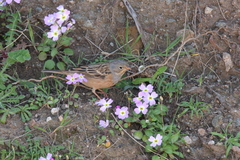 Emberiza caesia
