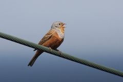 Emberiza caesia