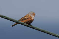 Emberiza caesia