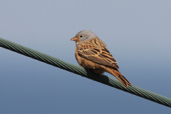 Emberiza caesia
