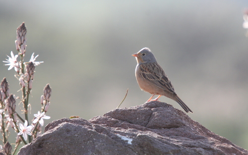 Escribano ceniciento (Emberiza caesia)