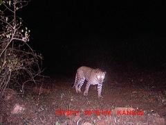 Panthera pardus fusca