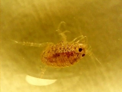 Amphilochidea