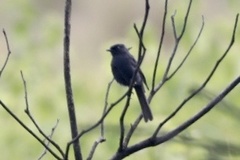 Melaenornis edolioides
