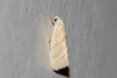 Earias paralella