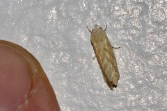 Earias paralella