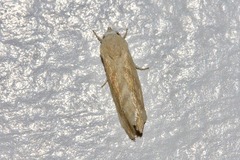Earias paralella