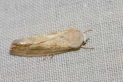 Earias paralella