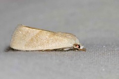 Earias paralella