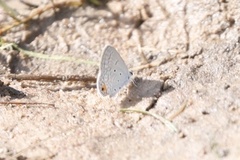 Euchrysops