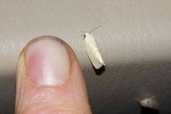 Earias paralella