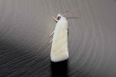 Earias paralella
