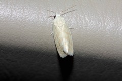 Earias paralella