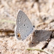 Euchrysops