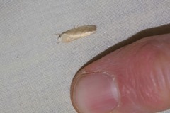 Earias paralella