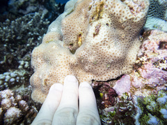 Goniastrea stelligera