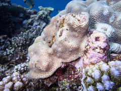 Goniastrea stelligera