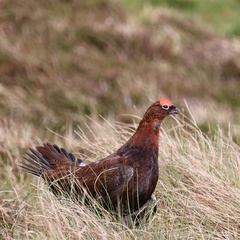 Lagopus lagopus scotica