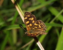 Oreixenica kershawi