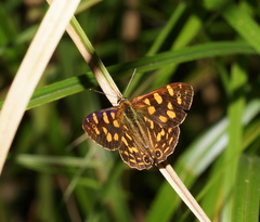Oreixenica kershawi